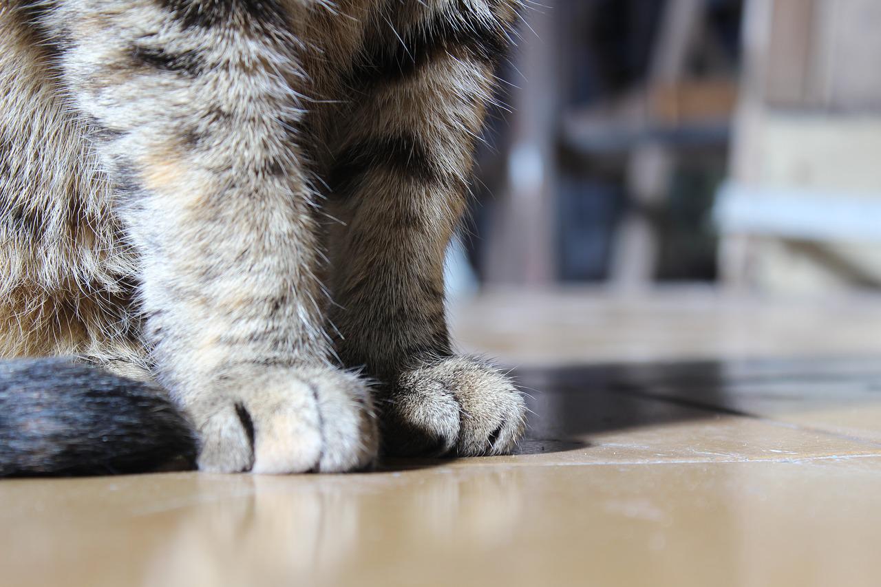 Madison, CT Veterinary Jobs CareFur Veterinarians